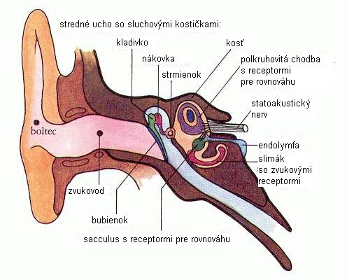 Schma fungovania ucha